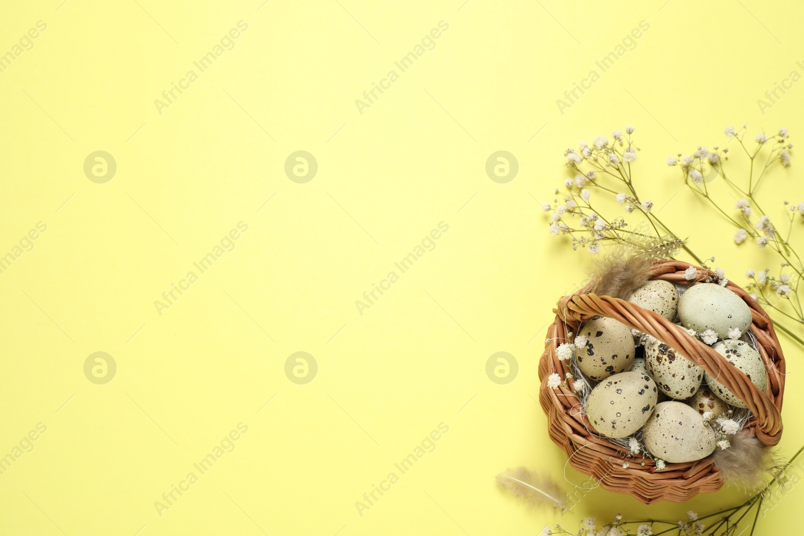 Photo of Easter flat lay composition with flowers and quail eggs on light background. Space for text