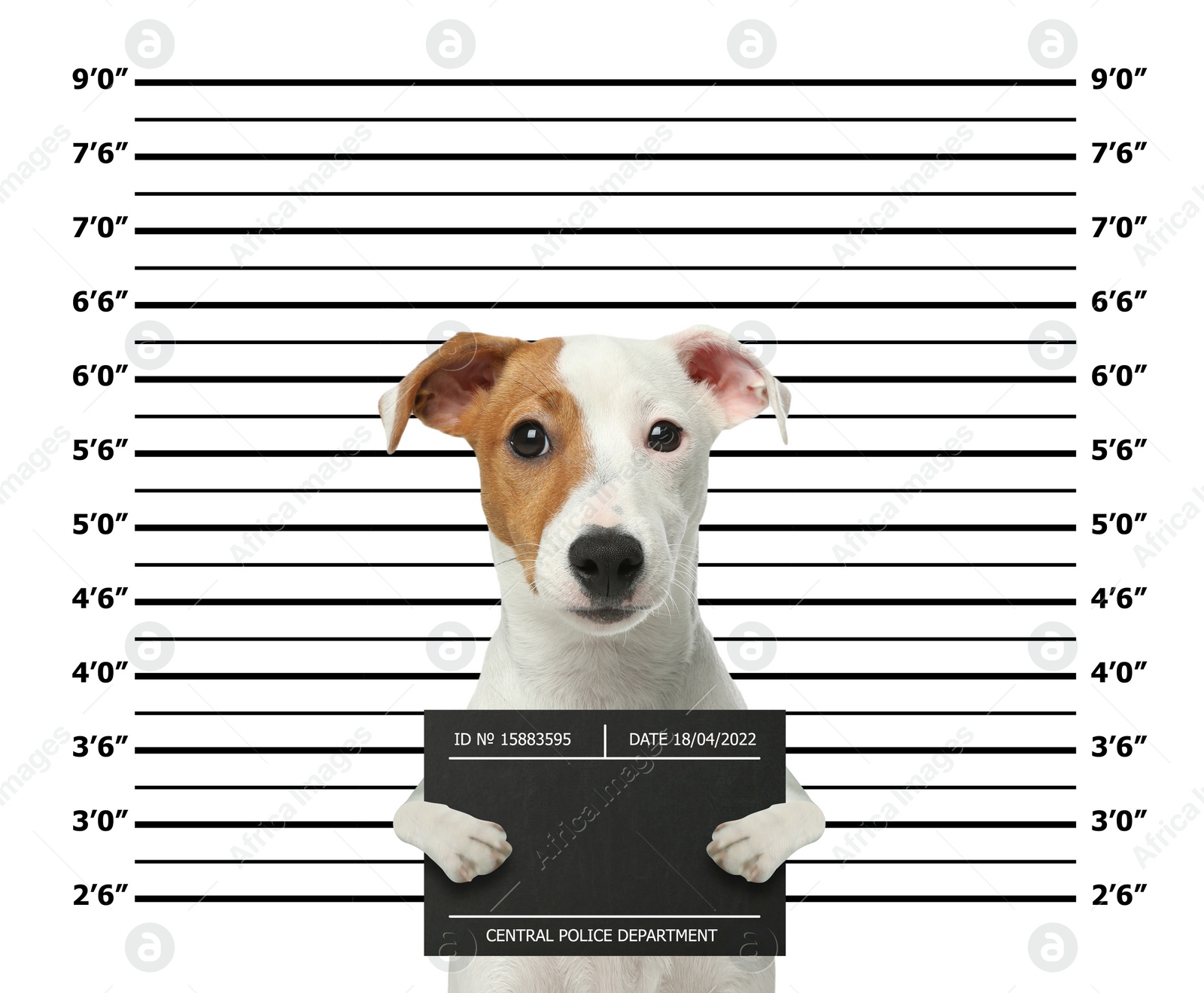 Image of Arrested Jack Russel Terrier with mugshot board against height chart. Fun photo of criminal