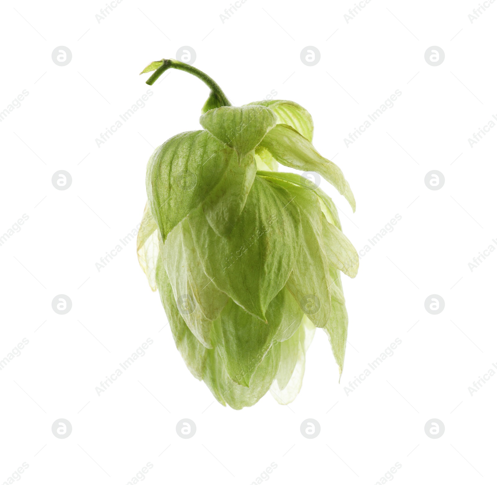 Photo of Fresh green hop flower isolated on white