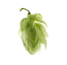 Fresh green hop flower isolated on white