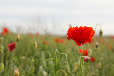 Beautiful red poppy flower growing in field, closeup