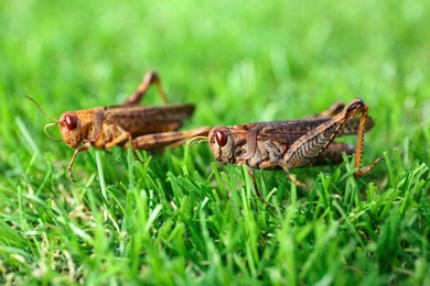 Photo of Brown grasshoppers on lawn outdoors. Wild insect