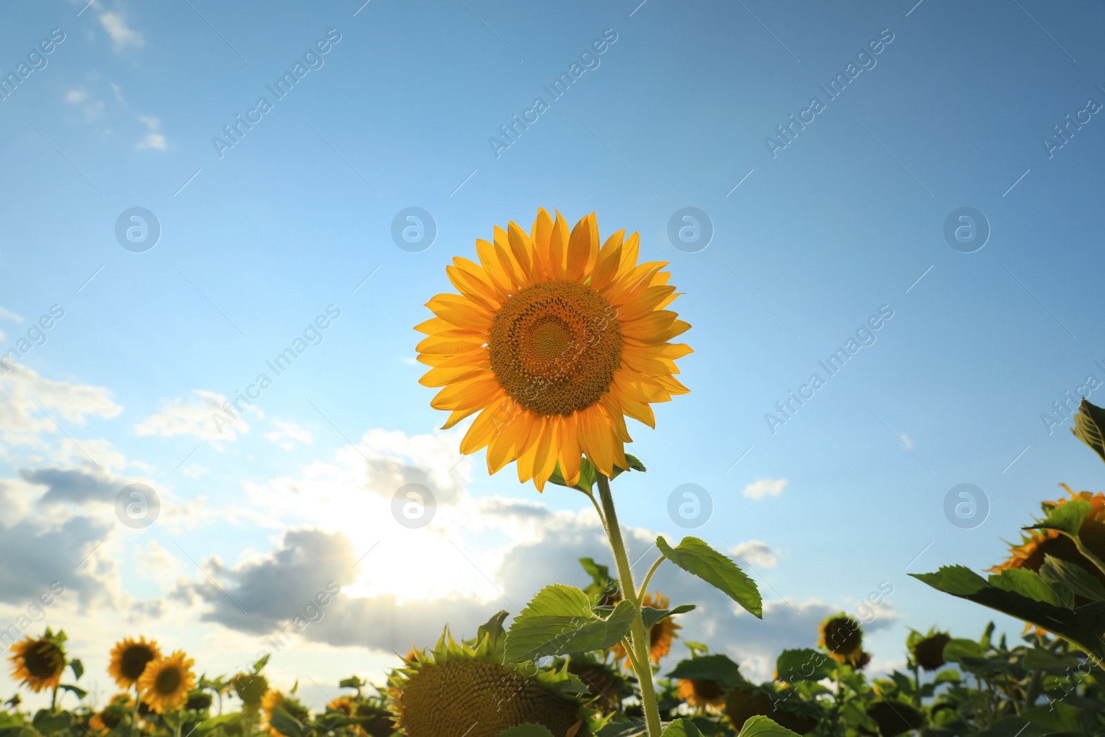 Photo of Beautiful blooming sunflower in field on summer day