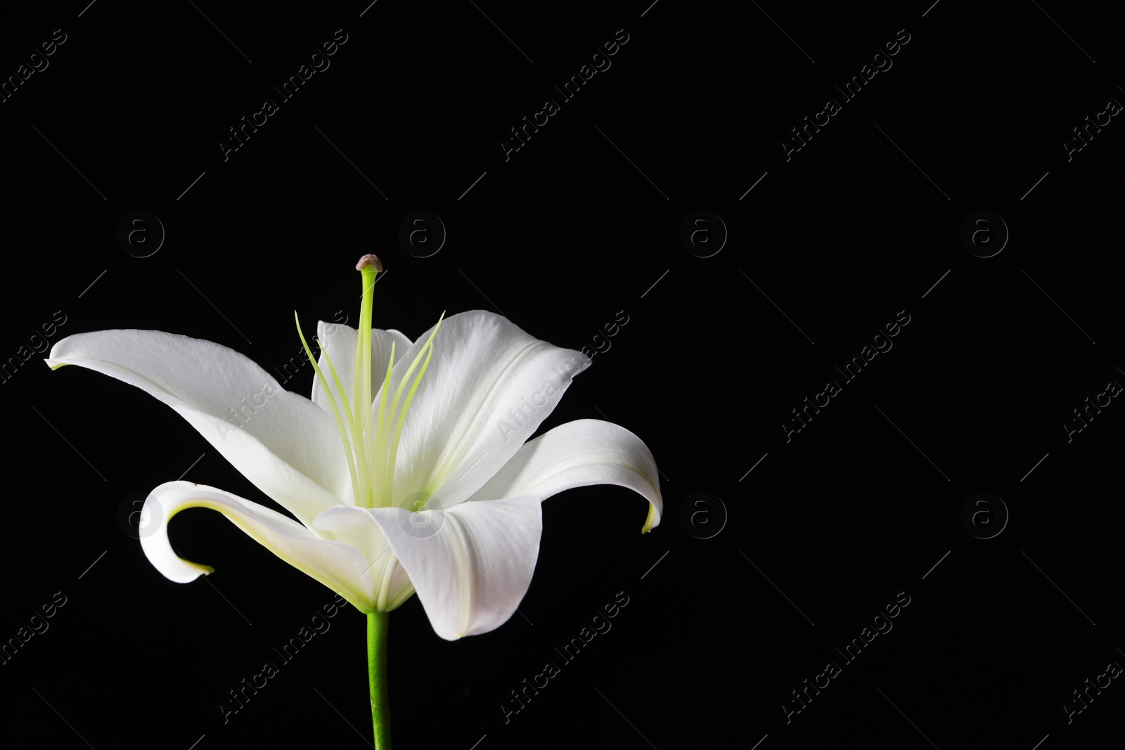 Photo of Beautiful white lily flower on black background, closeup. Space for text