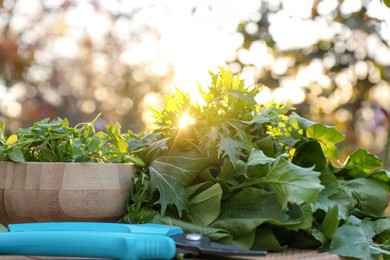 Photo of Many fresh green herbs and pruner on wooden table outdoors