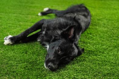 Cute long haired dog lying on green grass