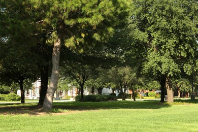 Photo of Beautiful green trees and lawn in park on sunny day