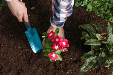 Photo of Man transplanting beautiful pink vinca flower into soil, top view