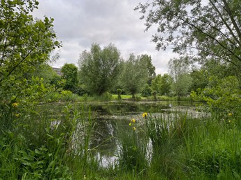 Picturesque view of trees and grass growing near lake outdoors