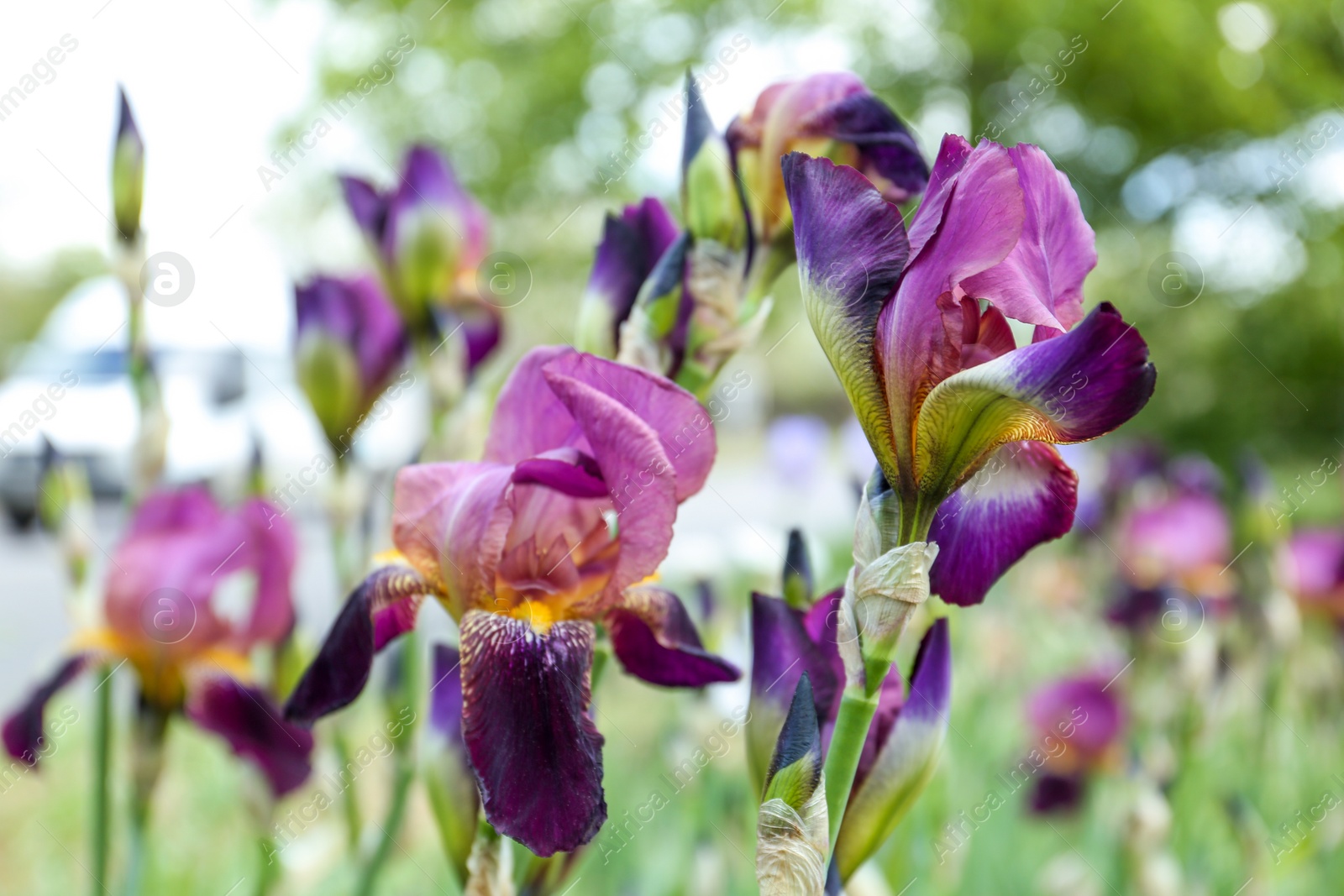 Photo of Beautiful blossoming iris flowers outdoors, closeup view