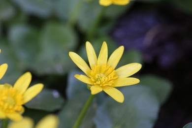 Beautiful yellow lesser celandine flowers growing outdoors, closeup