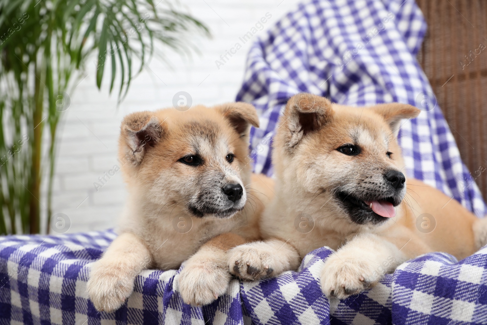 Photo of Adorable Akita Inu puppies in armchair at home