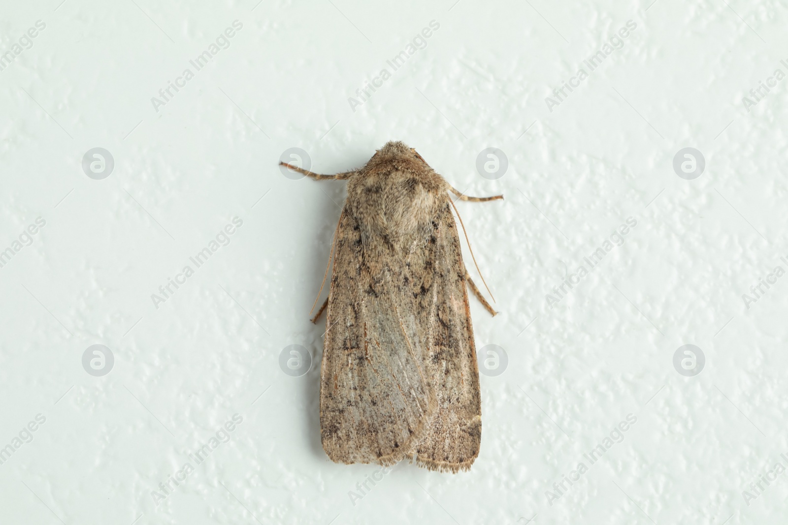 Photo of Paradrina clavipalpis moth on white textured background, top view