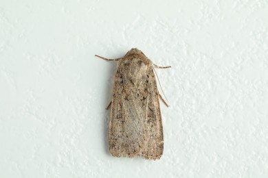Photo of Paradrina clavipalpis moth on white textured background, top view