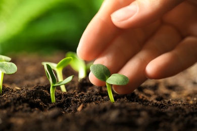 Photo of Woman examine young green seedling in soil outdoors, closeup