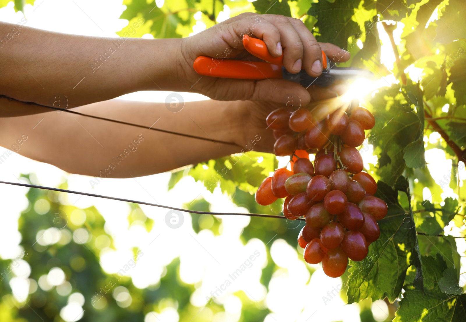 Photo of Man cutting bunch of fresh ripe juicy grapes with pruner outdoors, closeup