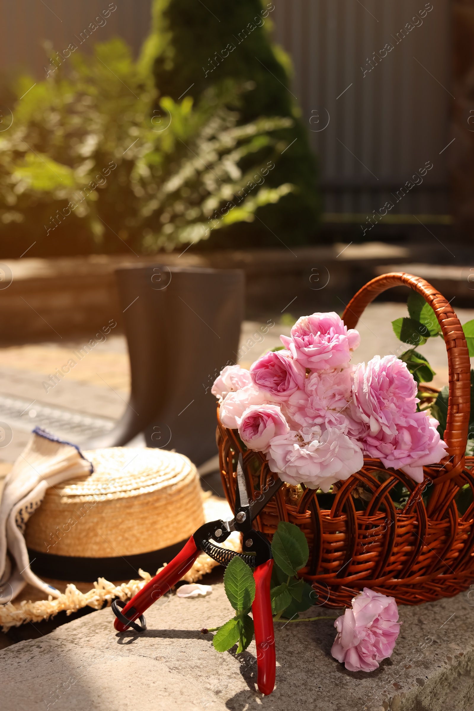 Photo of Basket of beautiful tea roses, straw hat and gardening tools outdoors