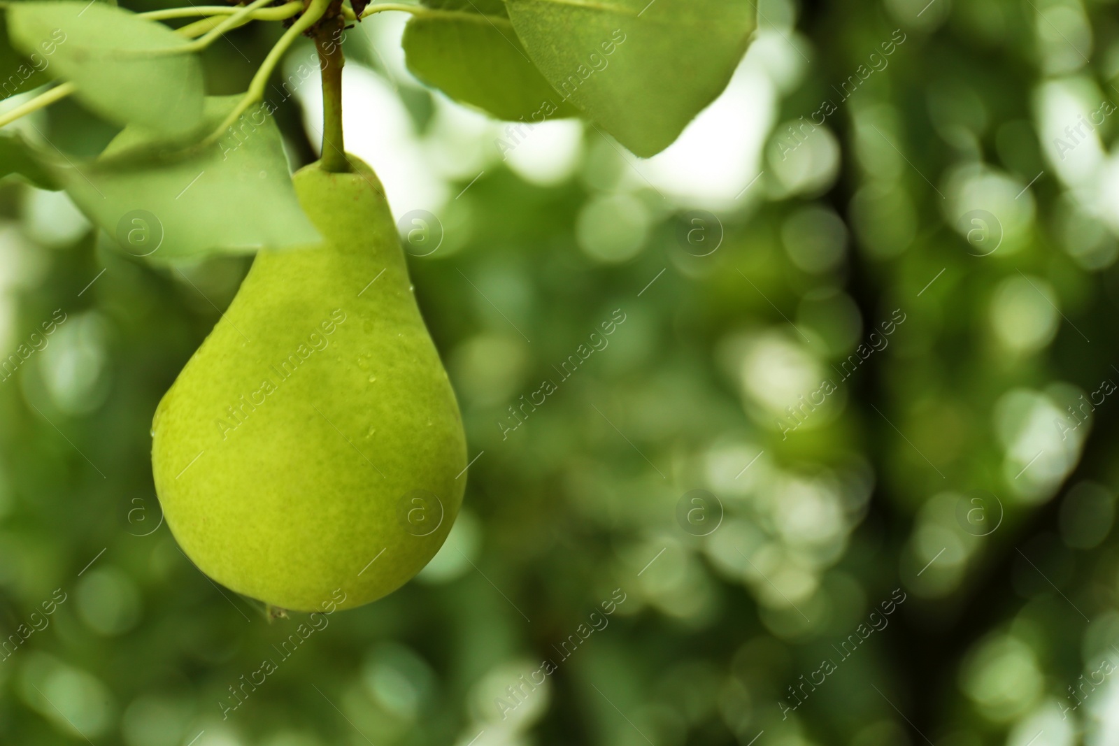 Photo of Ripe pear on tree branch in garden