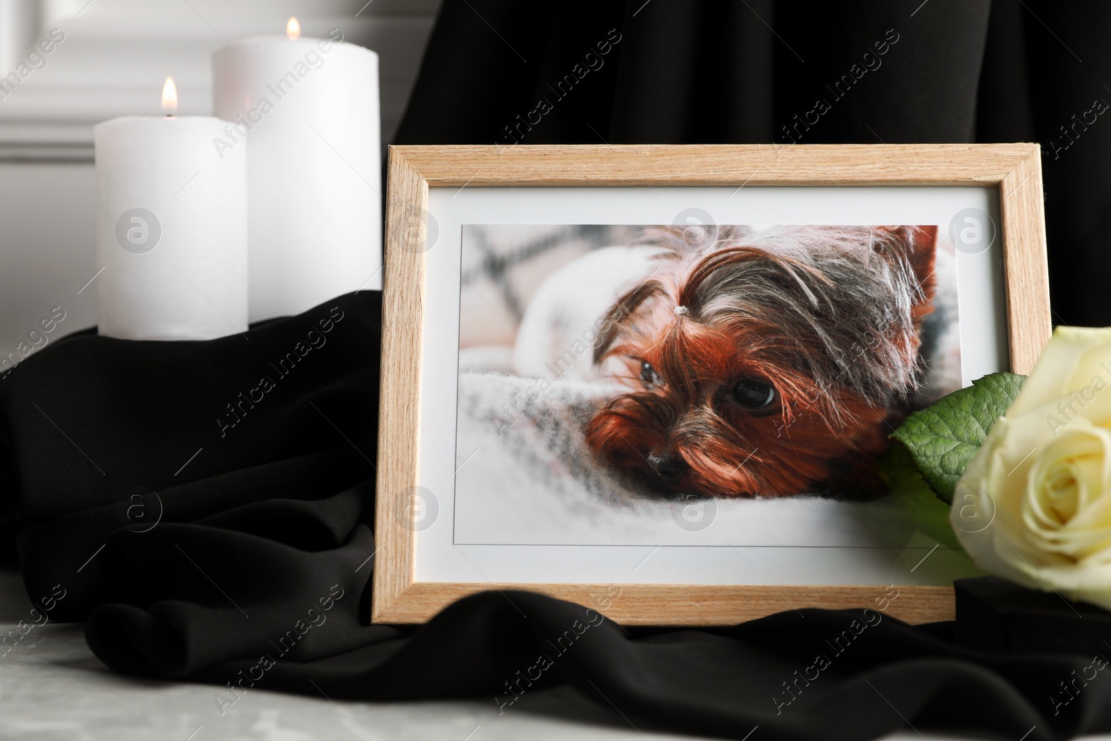 Photo of Frame with picture of dog, burning candles and rose flower on light grey table, closeup. Pet funeral