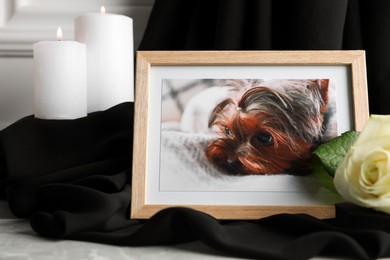 Photo of Frame with picture of dog, burning candles and rose flower on light grey table, closeup. Pet funeral