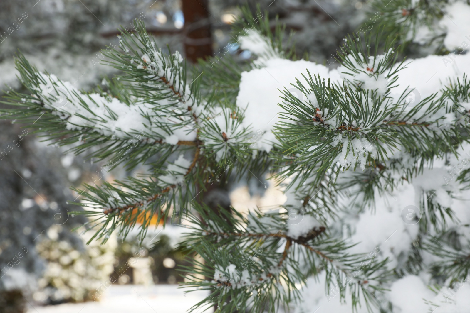 Photo of Fir branches covered with snow on winter day in morning, closeup