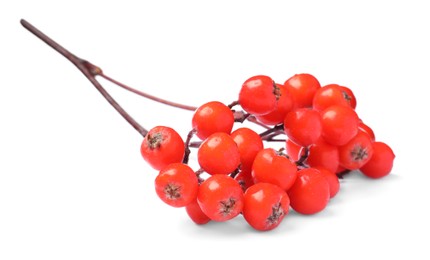 Bunch of ripe rowan berries on white background