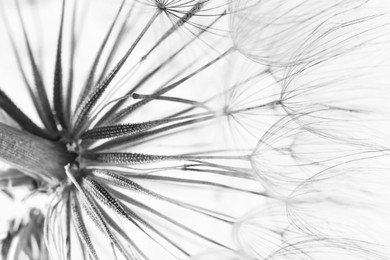 Image of Dandelion seed head, closeup. Black and white tone
