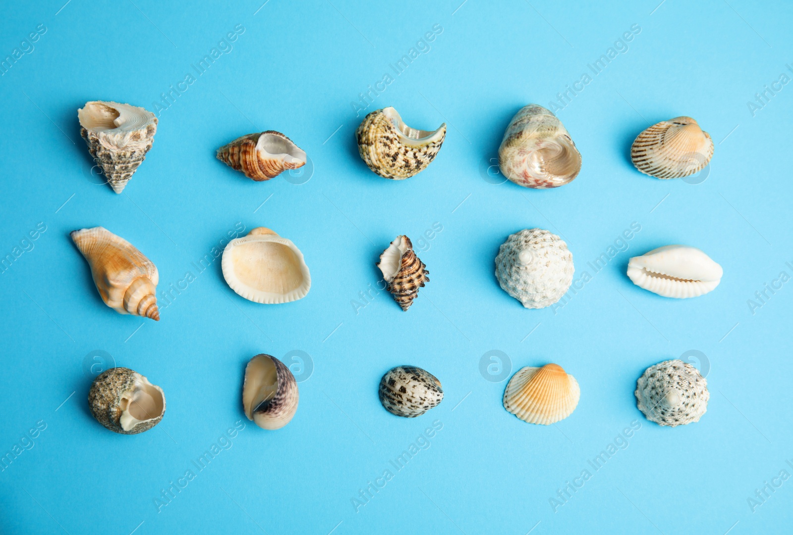 Photo of Different beautiful sea shells on light blue background, flat lay