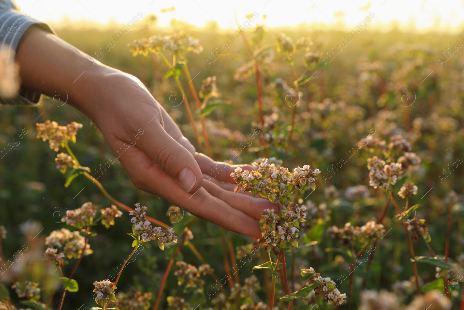 Photo of Woman in beautiful blossoming buckwheat field, closeup