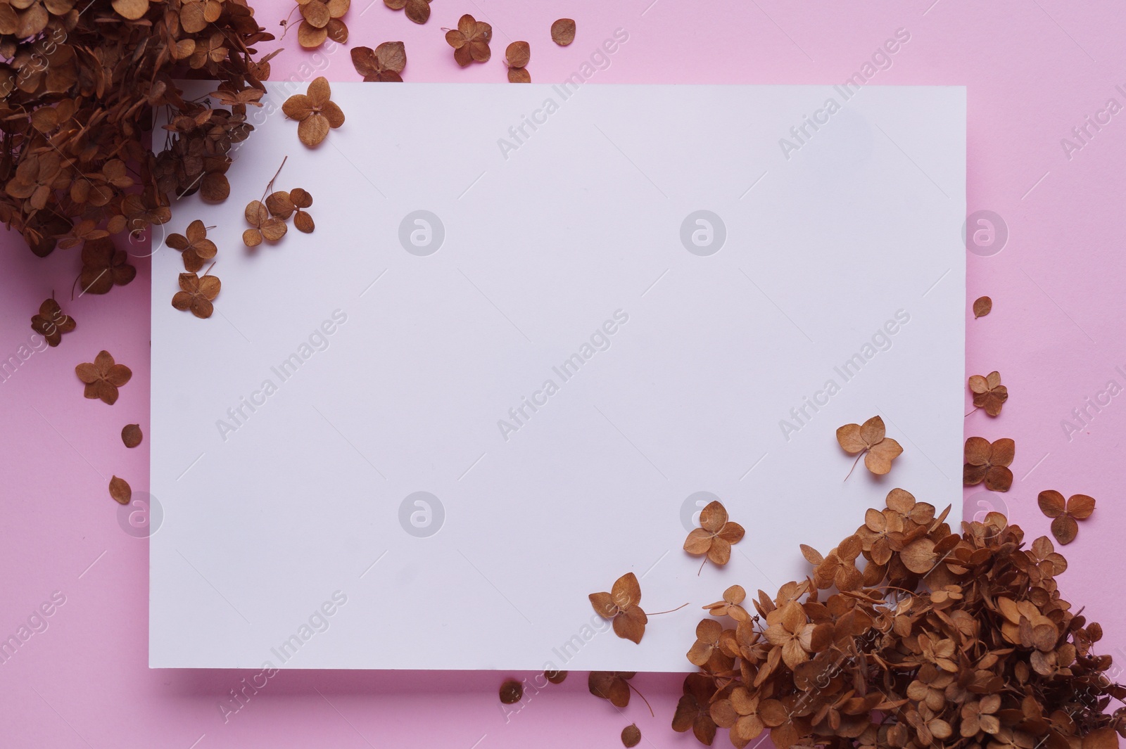 Photo of Dried hortensia flowers and sheet of paper on pink background, flat lay. Space for text