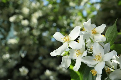 Photo of Beautiful blooming white jasmine shrub outdoors, closeup. Space for text