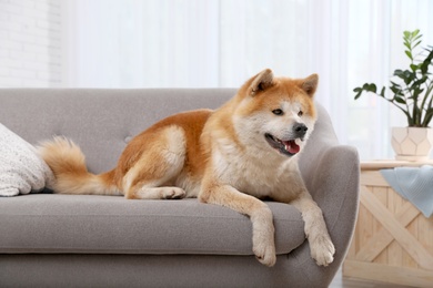 Photo of Cute Akita Inu dog on sofa in living room