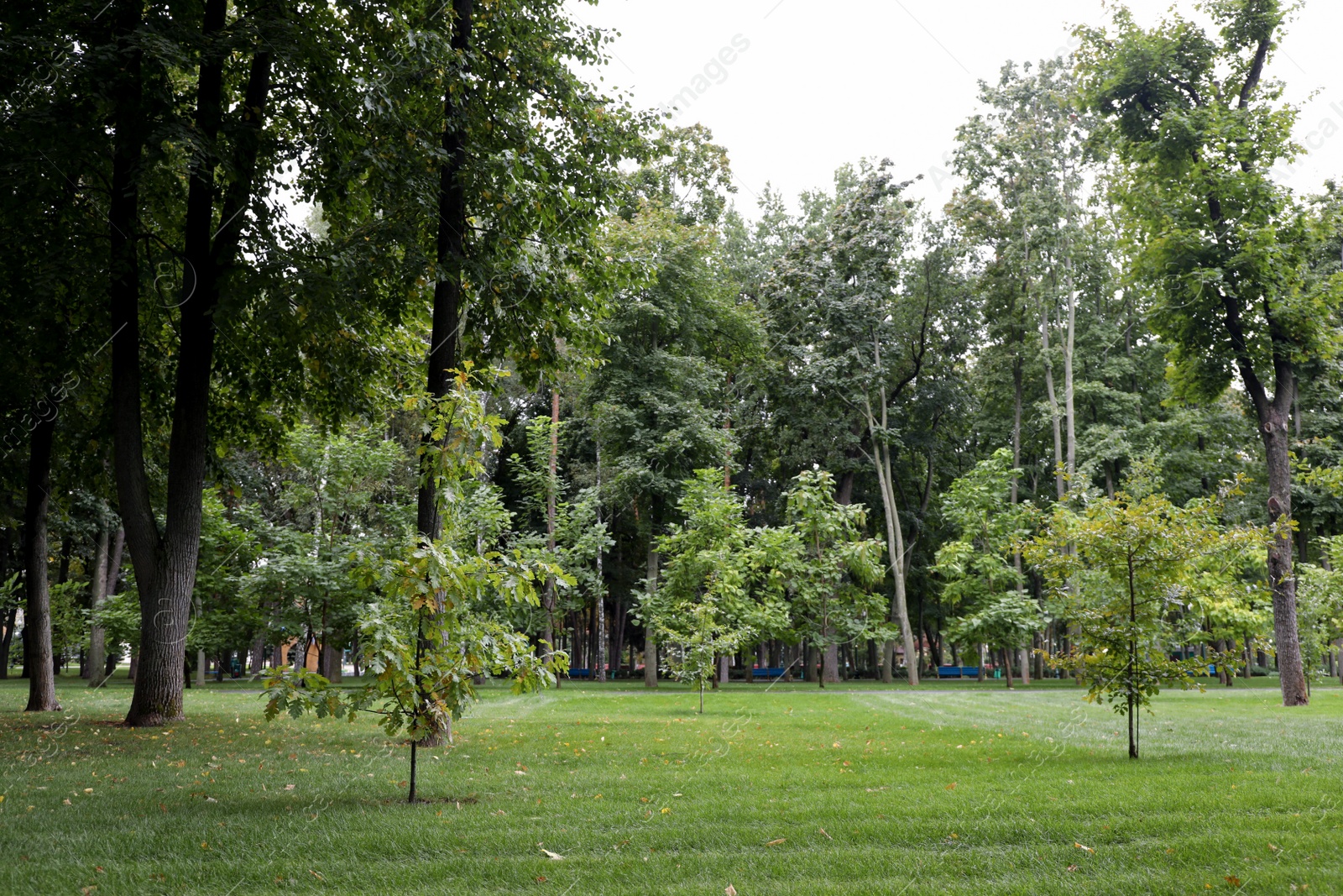 Photo of Beautiful view of park with green grass and tall trees on autumn day