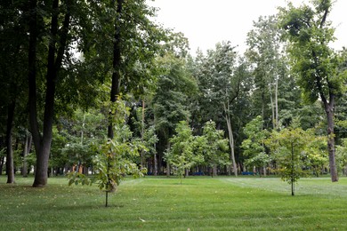 Beautiful view of park with green grass and tall trees on autumn day