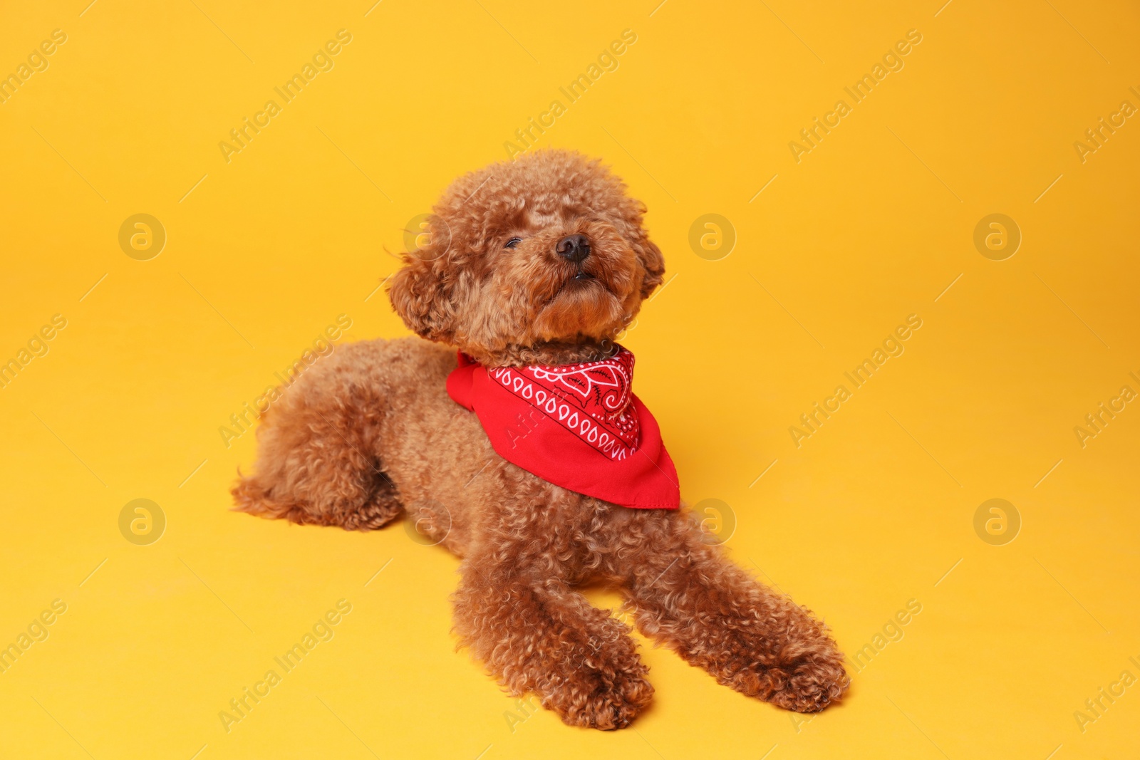 Photo of Cute Maltipoo dog with bandana on orange background