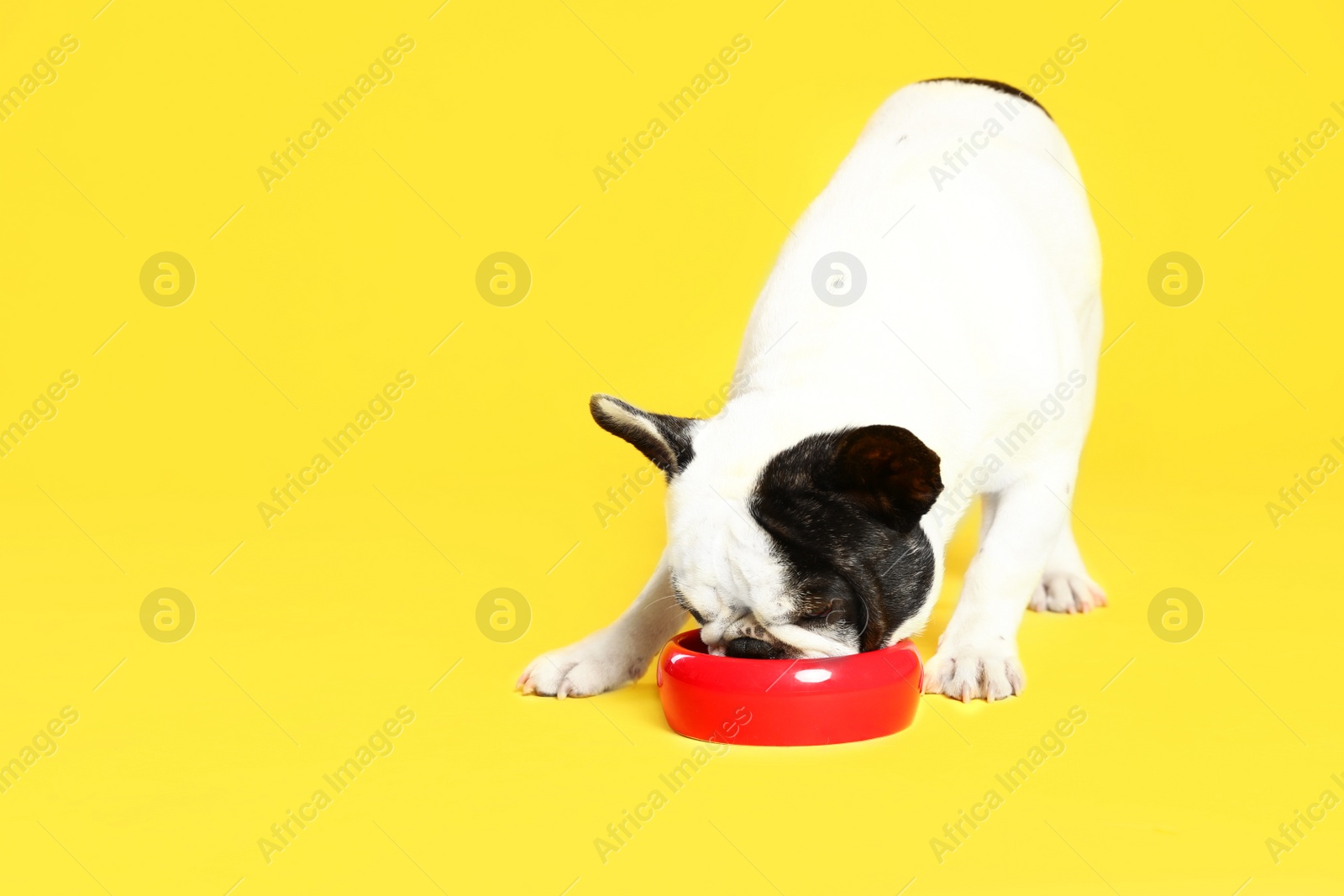 Photo of French bulldog eating food from bowl on yellow background. Space for text