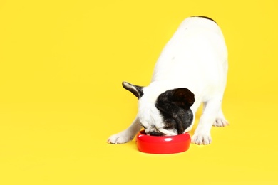 Photo of French bulldog eating food from bowl on yellow background. Space for text