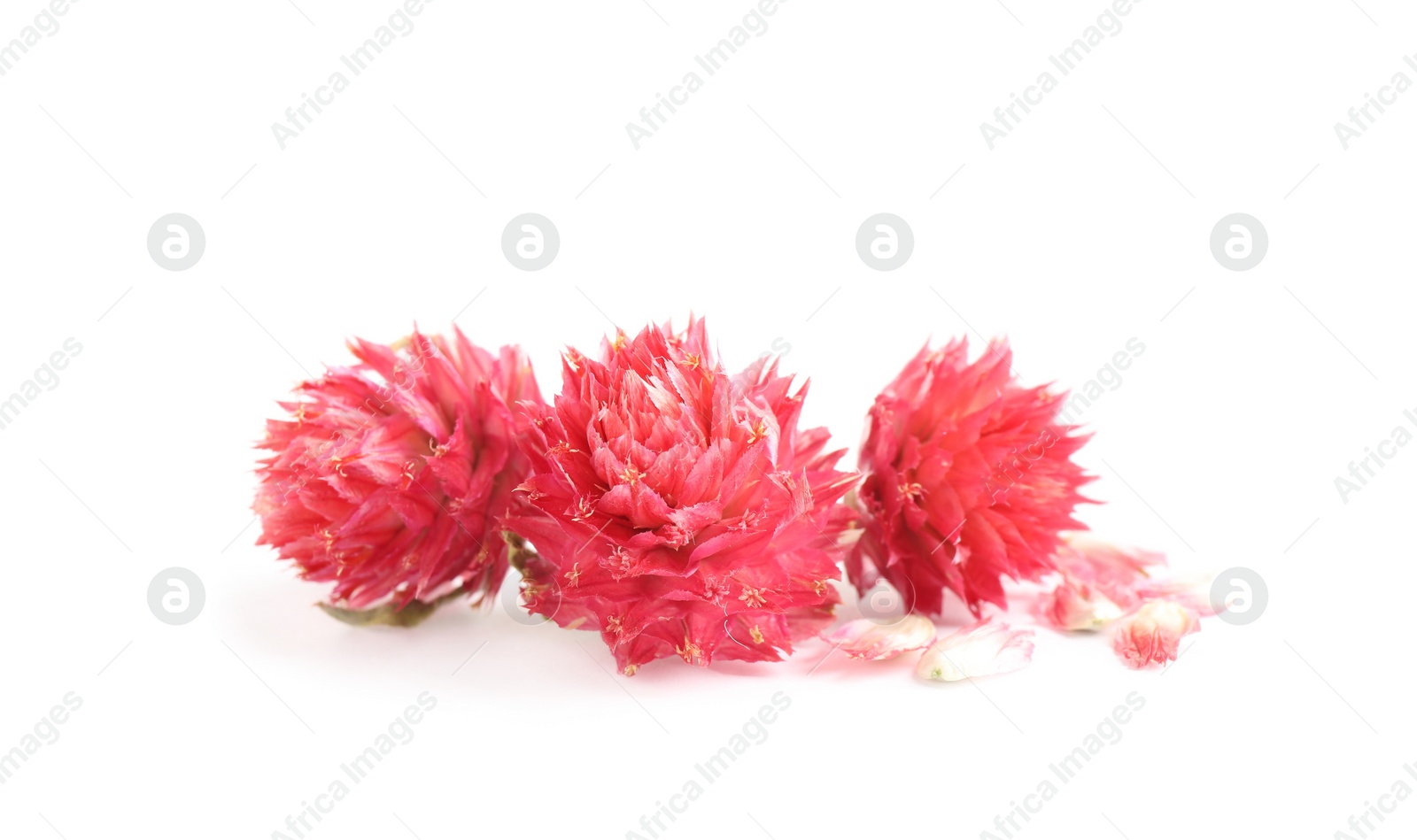 Photo of Beautiful red gomphrena flowers on white background