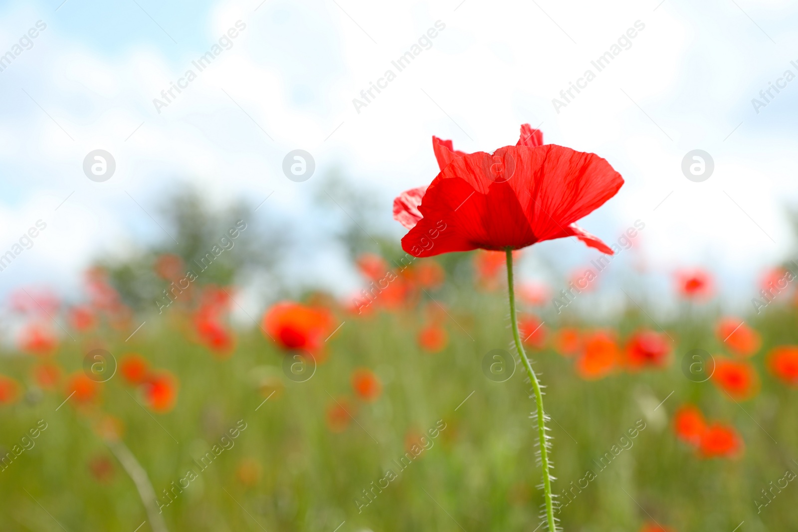 Photo of Beautiful red poppy flower growing in field, closeup. Space for text