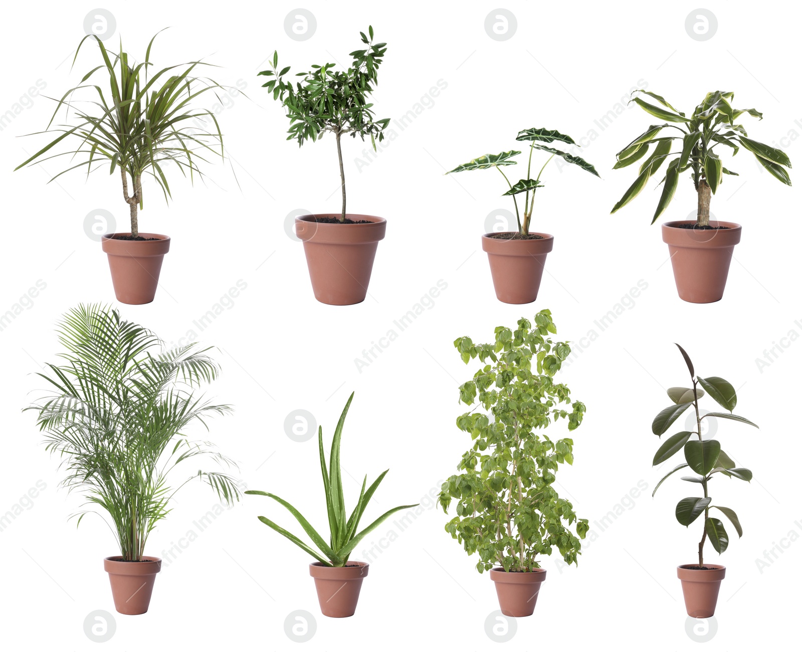 Image of Set of different houseplants in flower pots on white background