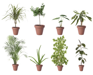 Image of Set of different houseplants in flower pots on white background