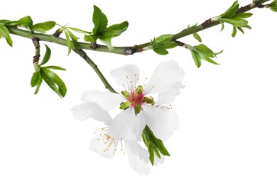 Photo of Tree branch with beautiful blossoms isolated on white. Spring season