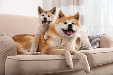 Photo of Adorable Akita Inu dog and puppy on sofa in living room