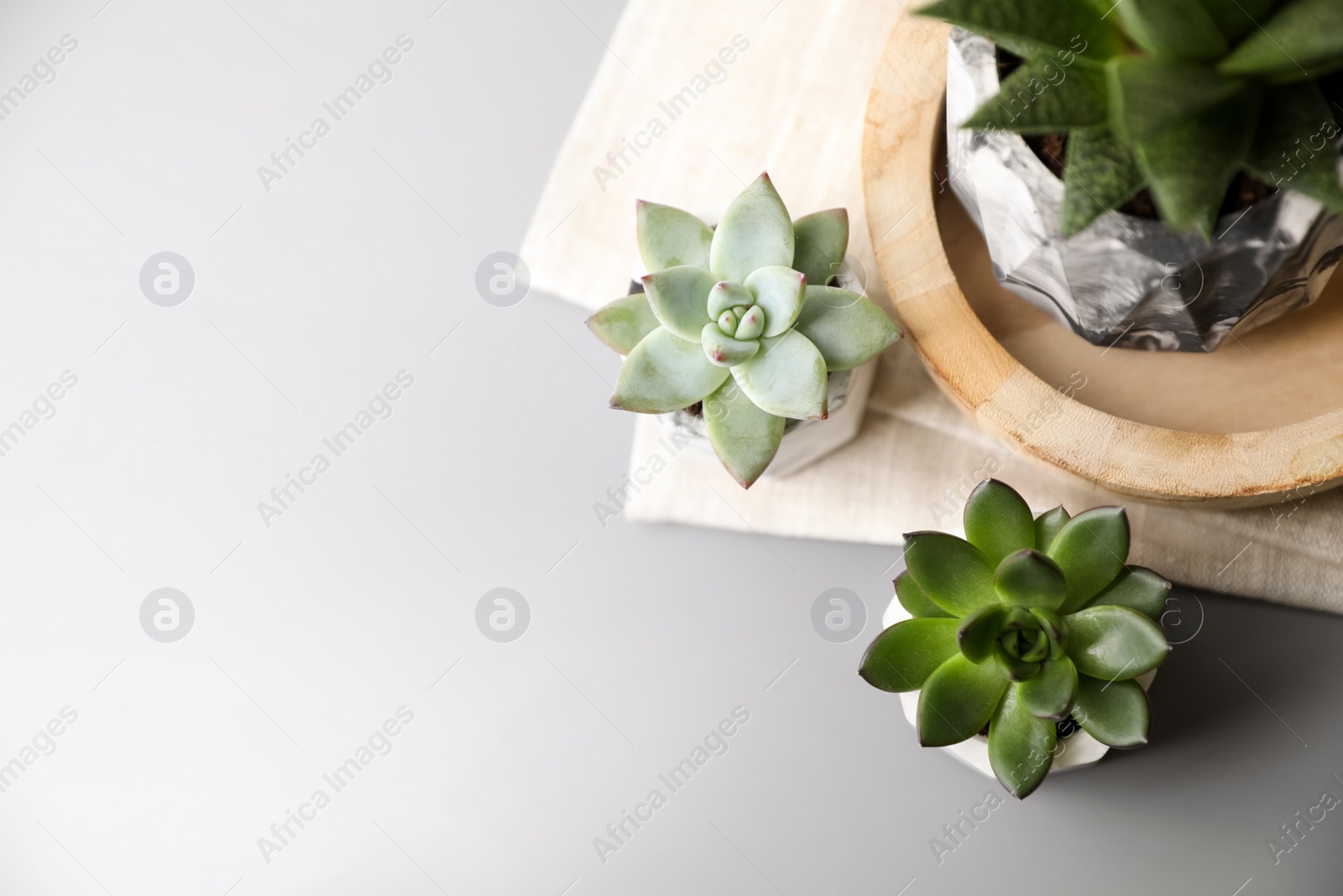 Photo of Beautiful succulents on light grey table, flat lay. Space for text