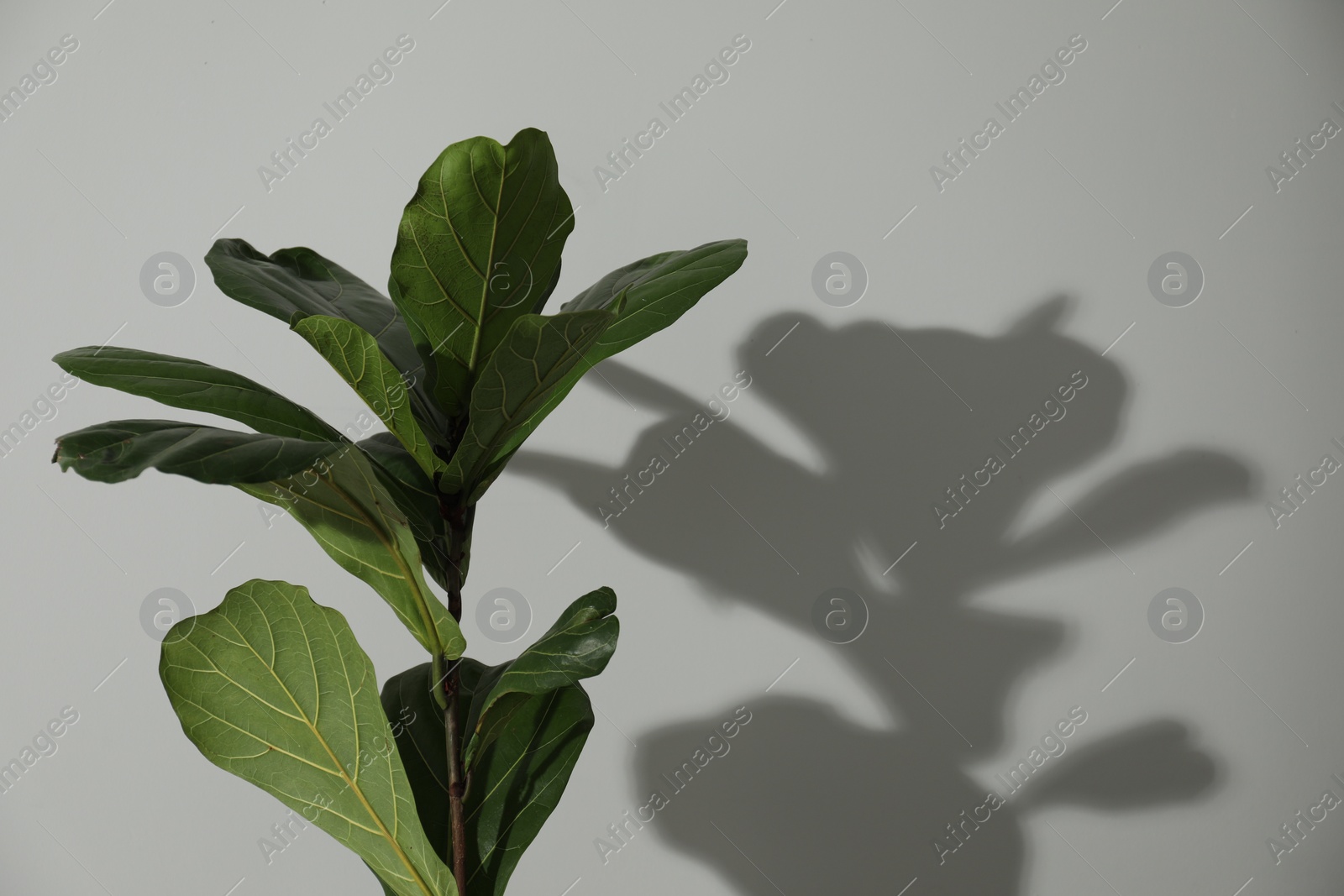 Photo of Fiddle Fig or Ficus Lyrata plant with green leaves near light grey wall. Space for text