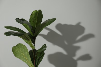 Photo of Fiddle Fig or Ficus Lyrata plant with green leaves near light grey wall. Space for text