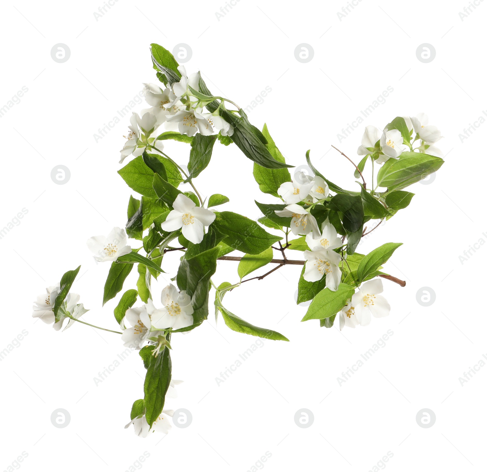 Photo of Branch of beautiful jasmine plant on white background