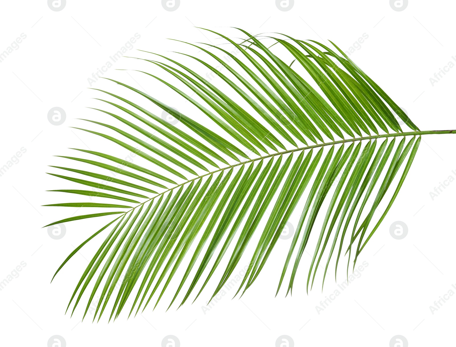 Photo of Beautiful lush tropical leaf isolated on white