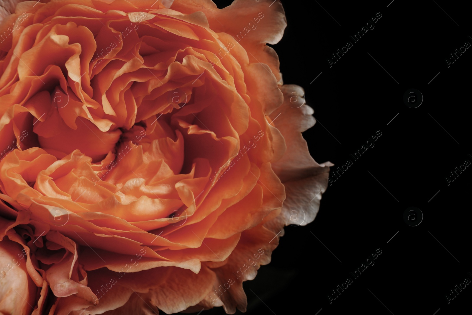 Photo of Beautiful rose on black background, closeup. Floral card design with dark vintage effect