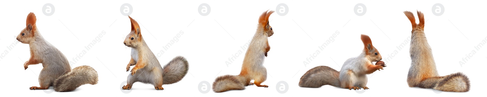 Image of Set with cute squirrels on white background, banner design